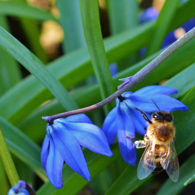 Bee perched on vibrant blue flowers with green leaves in the background, capturing a peaceful and natural scene.