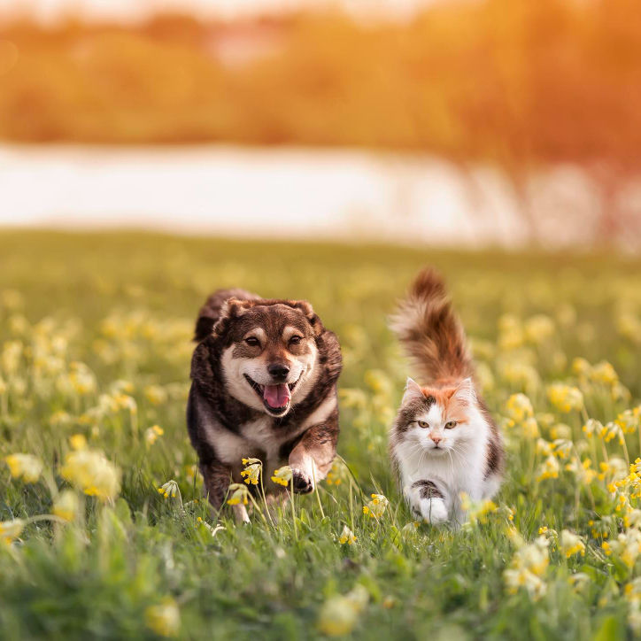 Do Dogs and Cats Need Annual Vaccinations?