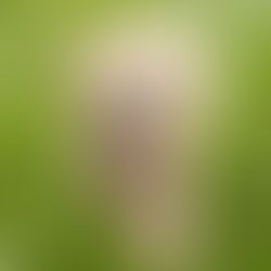 5 Steps to Successfully House Train Your Puppy or Adult Dog