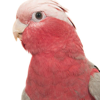 Bird pink and grey galah beutiful bird pet health.jpg