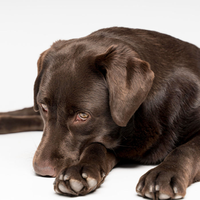 Does My Dog Need Kennel Cough or Leptospirosis Vaccination?