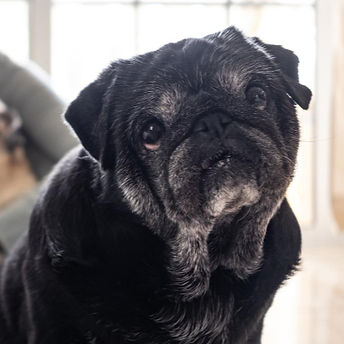 dog old pet health care white gray hairs_edited_edited.jpg