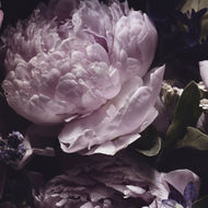 Louises Flower Boutique