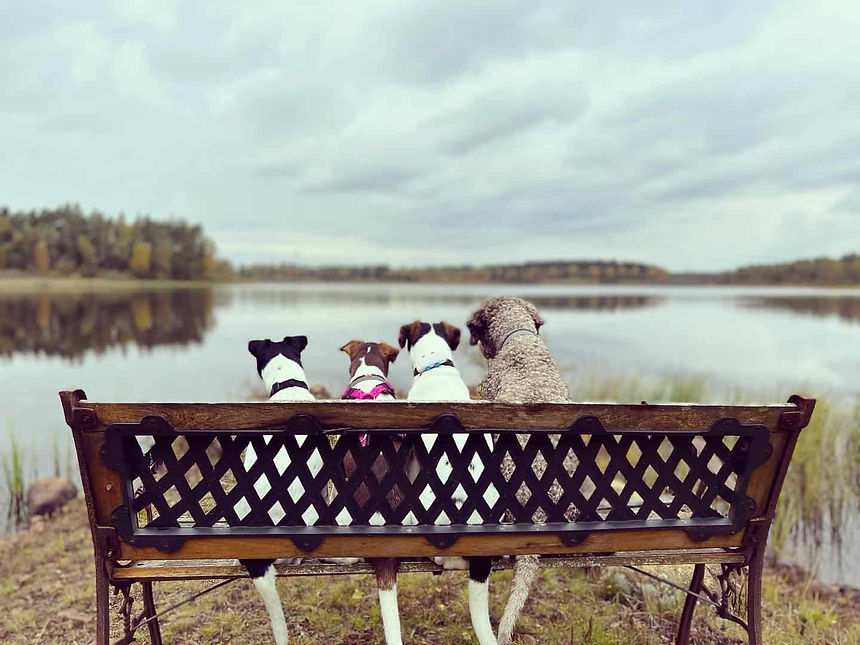 dansksvenskgårdshund-lagotto-jyckenochjag-hundliv.jpg