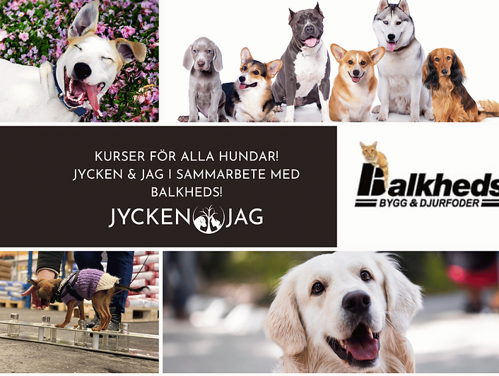Turkos Katt Citat Fotokollage (Omslagsbild för Facebook-evenemang) (Kort (liggande)) (1).p