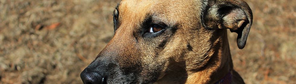 Sweet Dog
