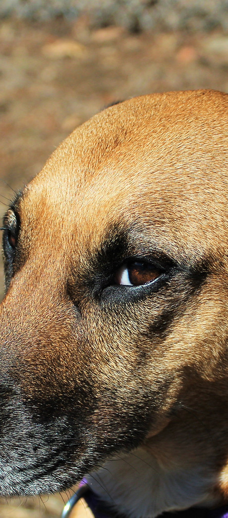 Sweet Dog