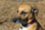 Sweet Dog
