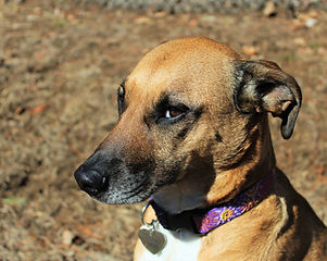 Sweet Dog