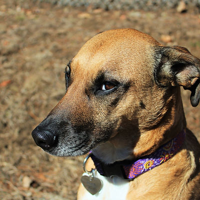 Sweet Dog