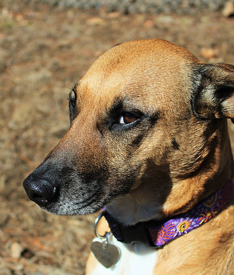 Sweet Dog