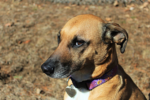 Sweet Dog