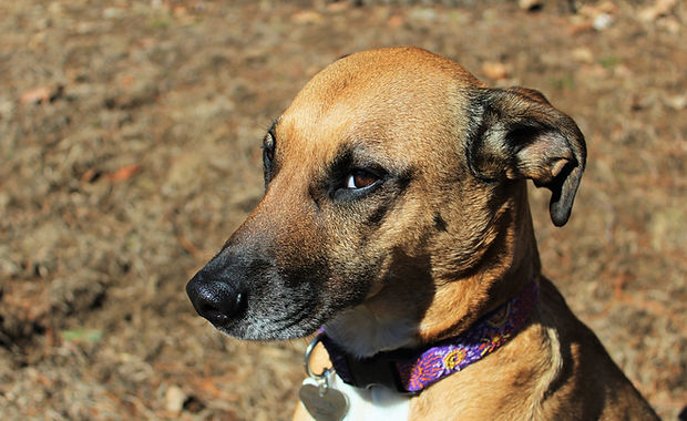 Sweet Dog