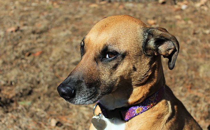 Sweet Dog