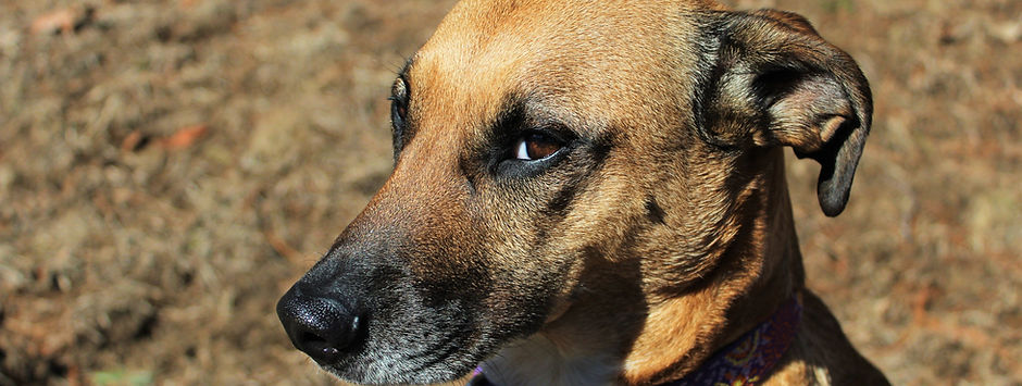 Sweet Dog