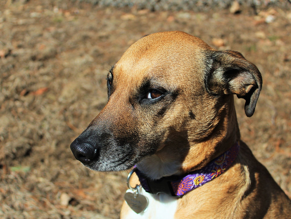 Sweet Dog