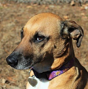Retrato de perro marrón