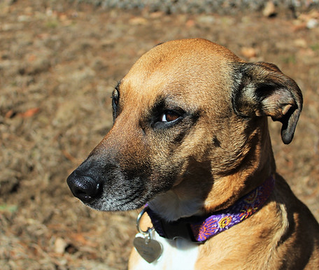 Sweet Dog