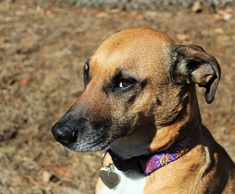 Sweet Dog