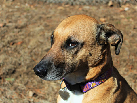 Sweet Dog
