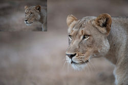 Calvin_Kotze_Post_Processing_5