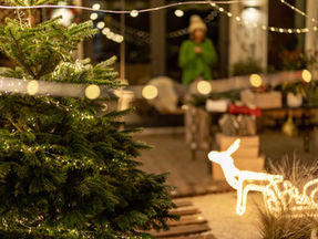 A beautiful yard at Christmas time