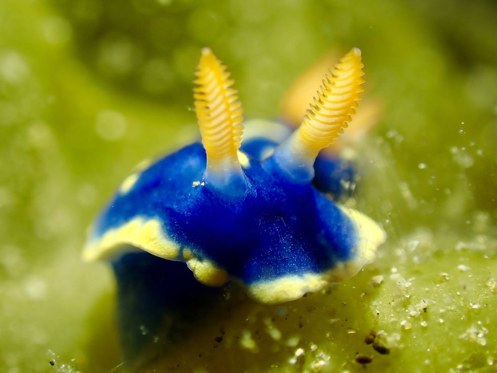 マクロの世界！水中のちびっ子たち！