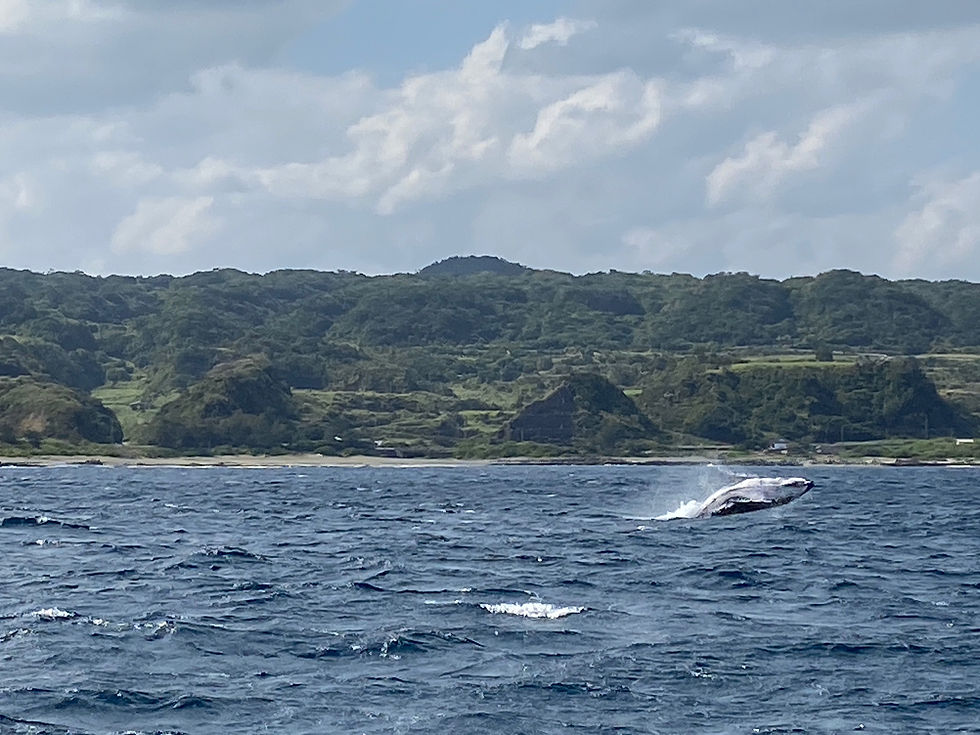 クジラのブリーチング