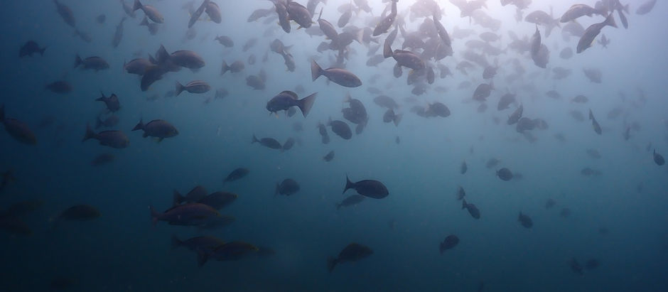 魚わっさわさ!だった平日の海!