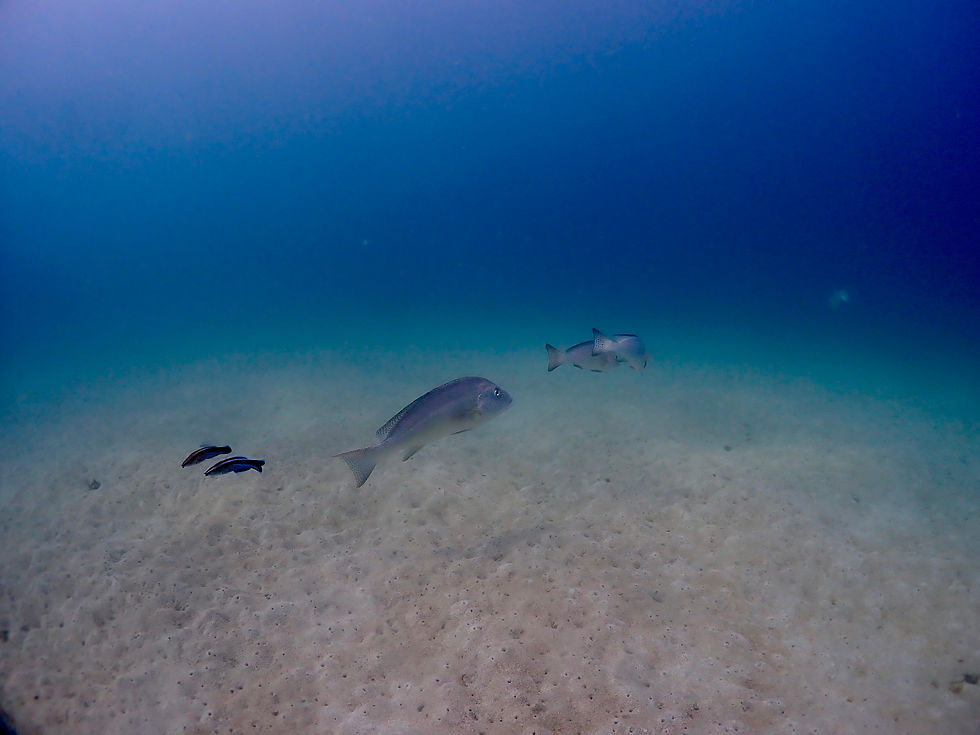 魚と睨めっこ!