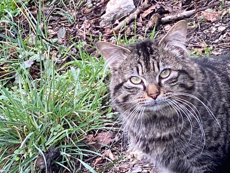 Marcelle, celle qui aimait les chats