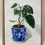 Thumbnail: ‘White Princess Philodendron in Chinoiserie Pot’