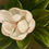 Thumbnail: 'Magnolia in Bloom'