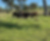 cows_eating_minerals farmer to family ecological farming your farmer to your fridge organi