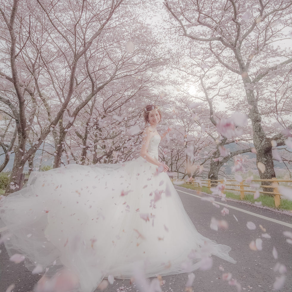 2016年撮影 桜ロケーション撮影から