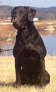 Straight creek clearance kennels
