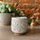 Thumbnail: Speckled White Succulent Pot