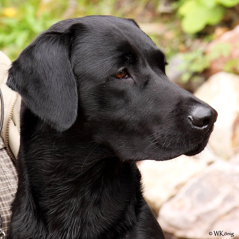 2011-09-17 D-WE IO_113