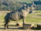 Rhino standing on wood, Monterey Zoo