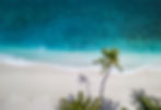 Aerial view of palm trees on a pristine beach with turquoise ocean