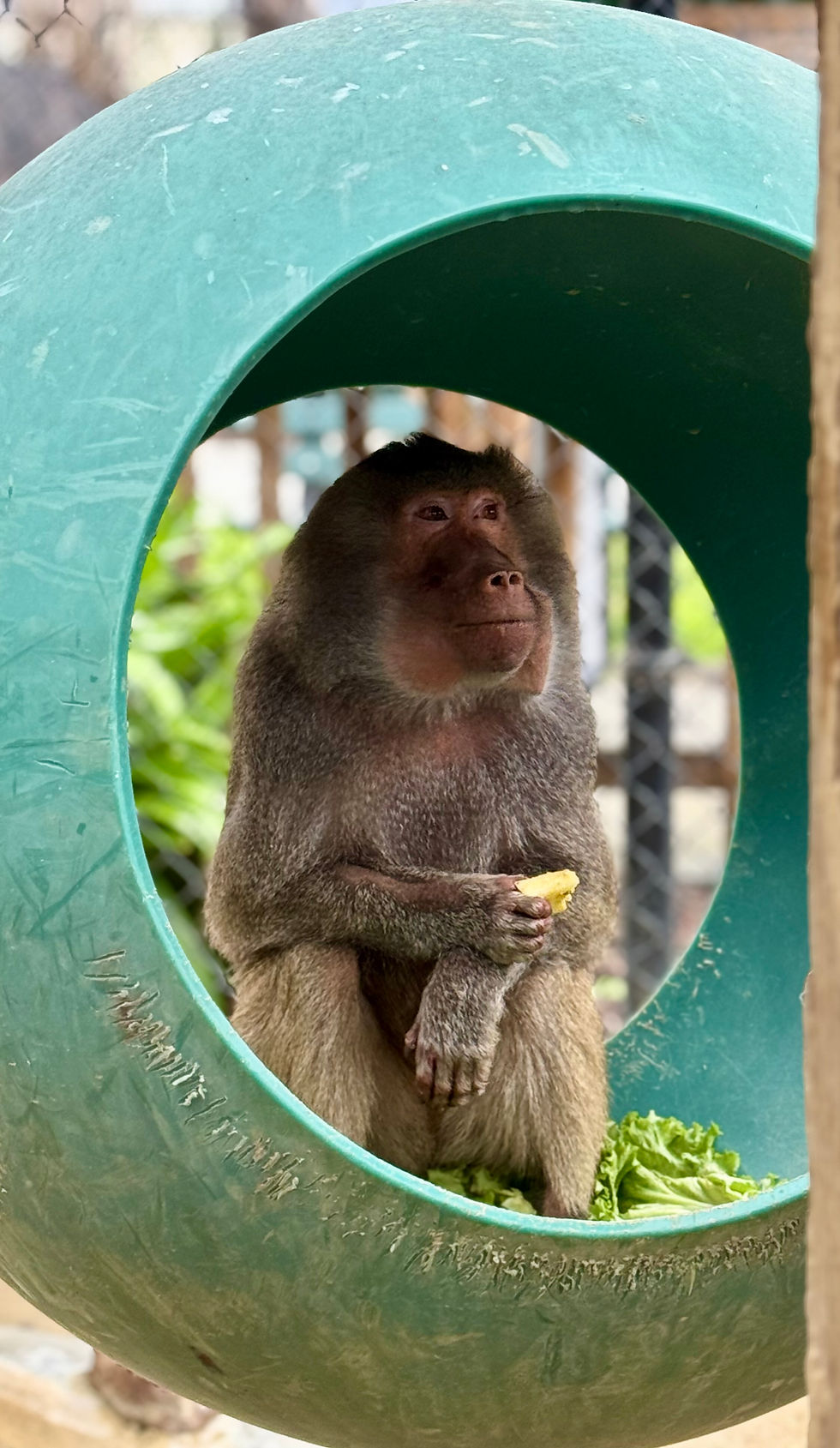 Baboon primate sitting in green enclosure eating fruit
