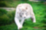 White tiger walking on grass
