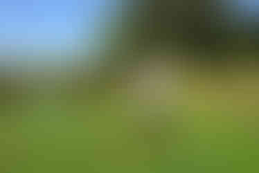 Golfer teeing off at Laguna CC