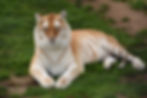 Majestic golden tiger resting on grass