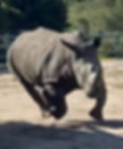 Rhino running in a zoo enclosure
