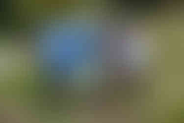 Four golfers at Laguna CC