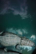 Alligator in murky water - decorative, background
