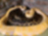 Two snakes curled together