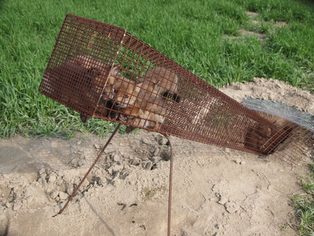 Tier- und Naturschützer protestieren gegen die Jagd auf Fuchswelpen