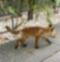 Junger Fuchs in der Stadt